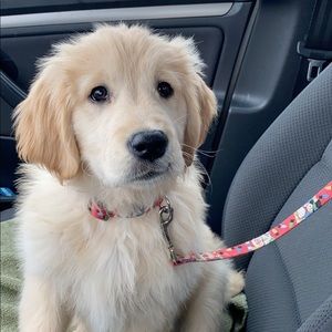 Meet your Posher, Anne